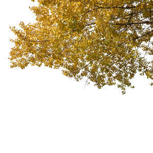 cut out golden birch tree branch in autumn