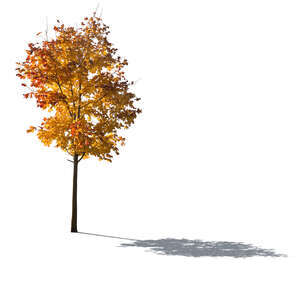 cut out backlit maple tree in autumn