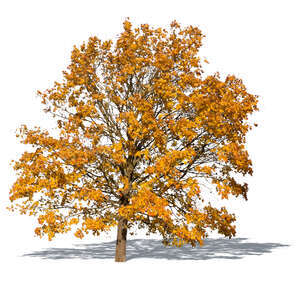 cut out big maple with yellow autumn leaves