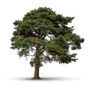 cut out tall majestic pine tree