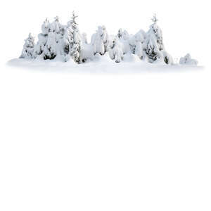 group of spruces covered with snow