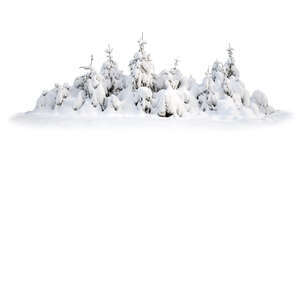 cut out group of snow covered fir trees