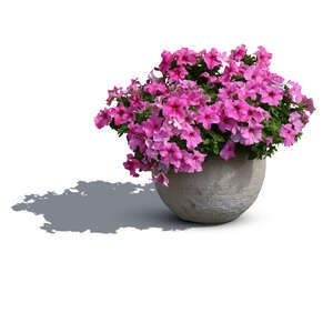blooming flower in a stone pot