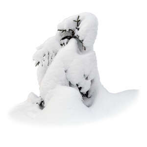 small fir tree covered in heap of snow