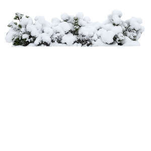 cut out snow covered spruce hedge