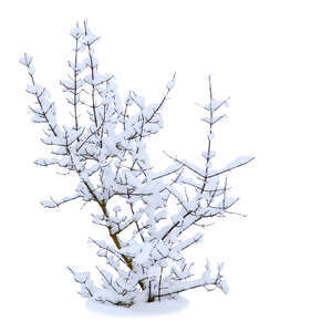 cut out bare bush covered with snow