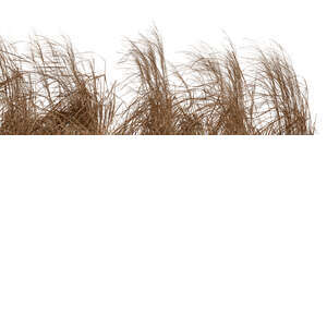 cut out foreground of tall dry ornamentl grass