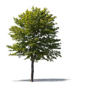 cut out medium size maple tree acer platanoides