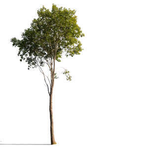 cut out sidelit goat willow tree