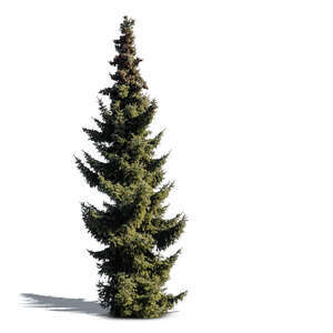 cut out spruce tree in sunlight