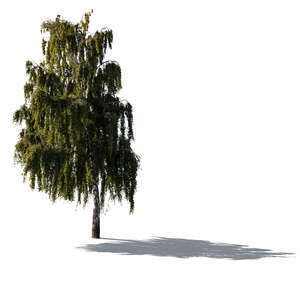 cut out backlit birch tree