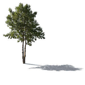 cut out backlit medium size ash tree