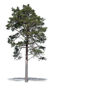 cut out tall pine tree