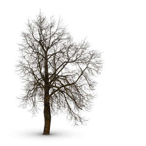 cut out bare leafless tree in ambient light