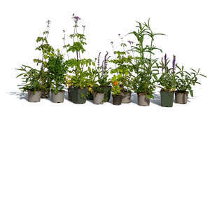 group of potted plants including Lavandula angustifolia and Verbena bonariensis