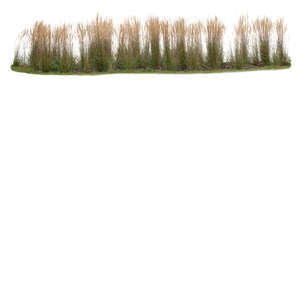 long row of ornametnal grass