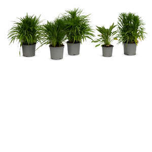 group of potted gayfeather plants