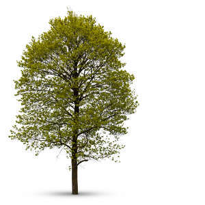 blooming maple tree in early spring