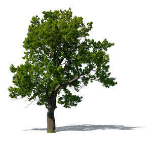 oak tree in sunlight