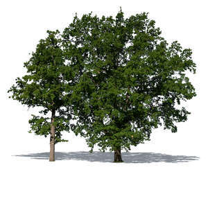 cut out group of big trees in sunlight