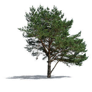 regular pine tree