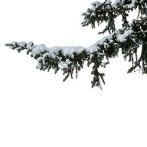 snow covered spruce branch
