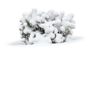 snow covered small pine bush