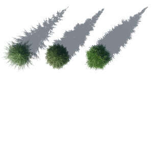 rendering of bird eye spruces