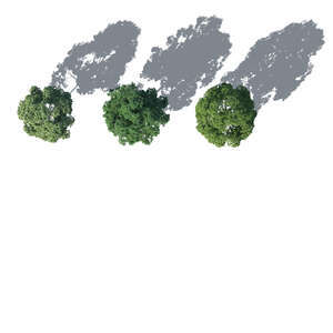 top view rendering of three trees