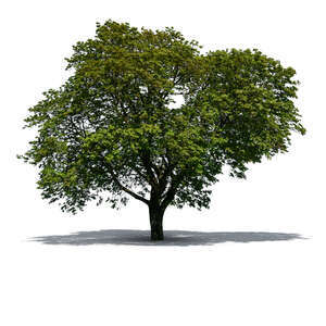 big majestic maple tree