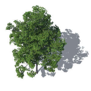 renderig of a bird-eye view of a tall deciduous tree
