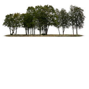 group of trees in ambient light