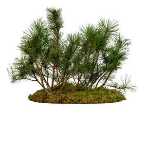 small mountain pine