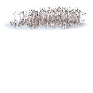 cut out bed of ornamental grass in winter with snow