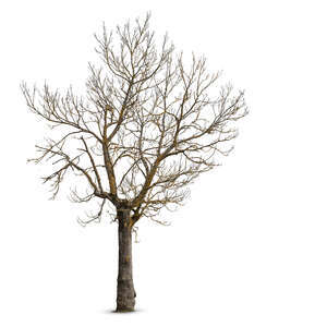 cut out leafless classical tree