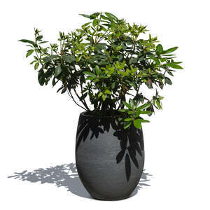 green small plant in a grey flowerpot