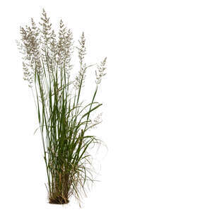 cut out blooming ornamental grass