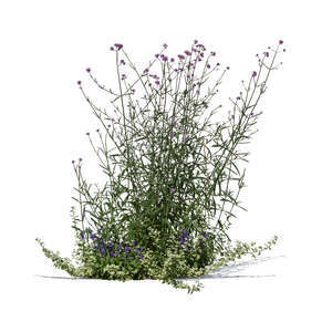 cut out blooming Argentinian vervain