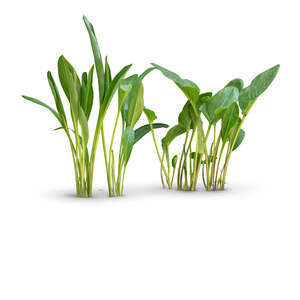 cut out group of tropical small plants