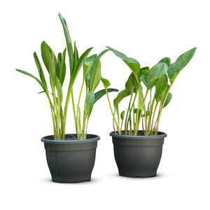 two cut out green potted plants