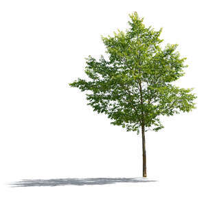 cut out small backlit bird cherry tree