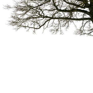 cut out bare leafless tree branch