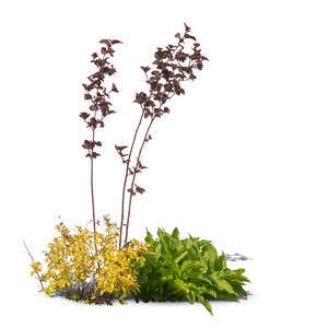 cut out group of different small plants