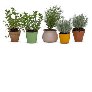 cut out group of different potted plants and herbs