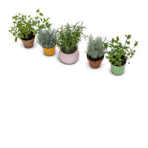 top view of a group of potted plants