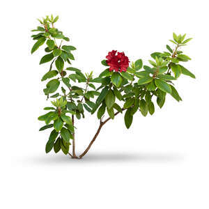 cut out blooming azalea