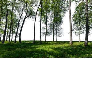 group of trees in the foreground