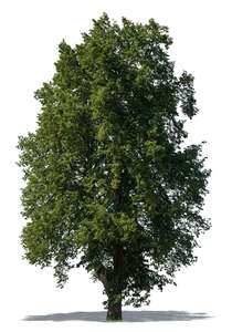 very tall deciduous tree