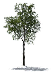 cut out backlit young birch