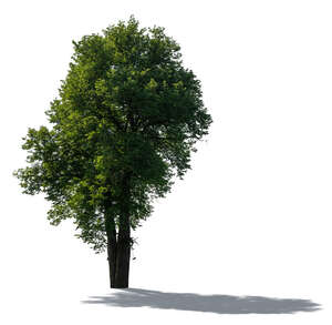 cut out backlit green tree